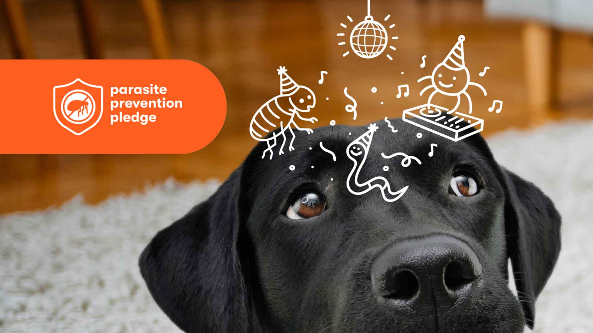 A photo of a black dog with illustrations of parasites 