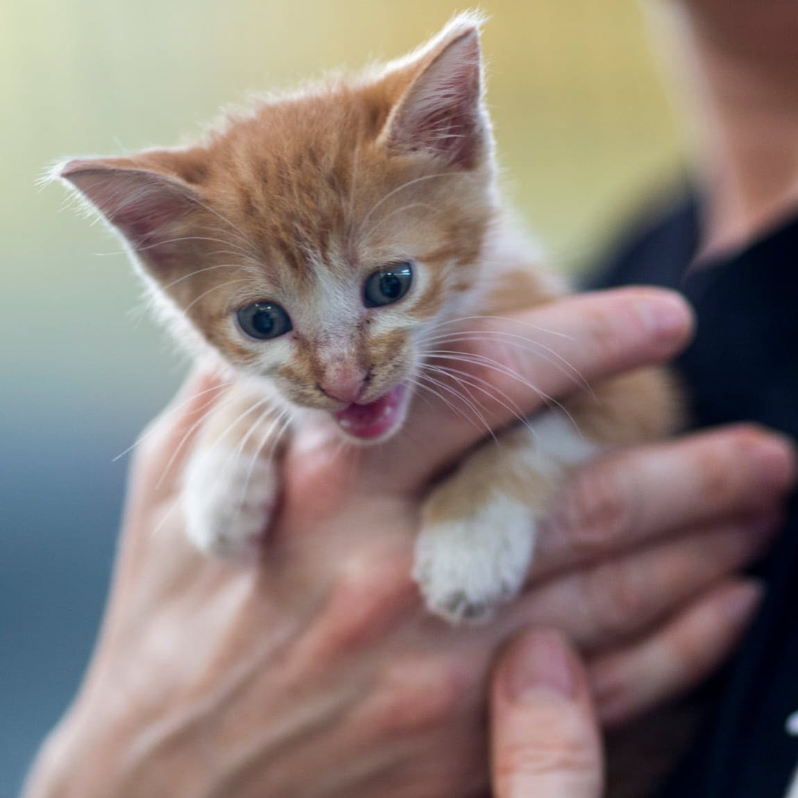 A kitten being held and meowing
