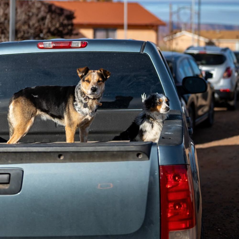 Two dogs in a blue truck bed