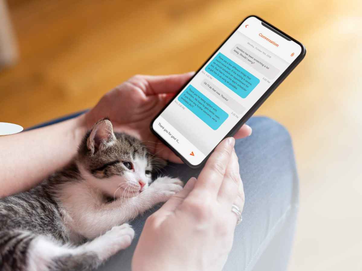 kitten in lap with mobile mockup