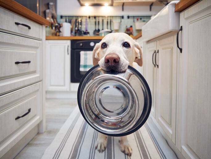 A dog with its bowl in its mouth asking for food