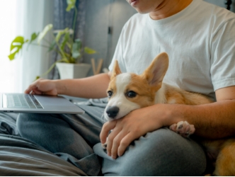 dog lying its owner lap