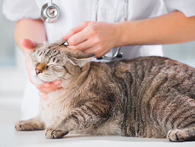A cat getting its ear examined