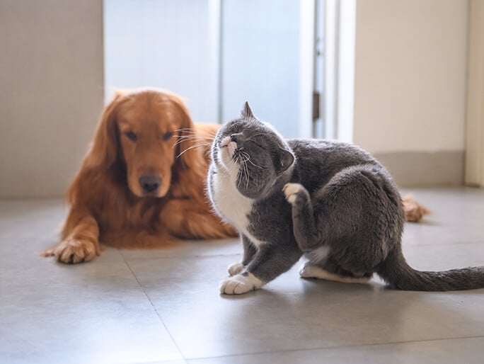 A gray cat and brown dog on the floor