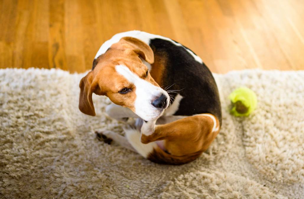 A beagle scratching under it's ear