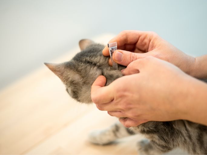 A cat getting flea medication