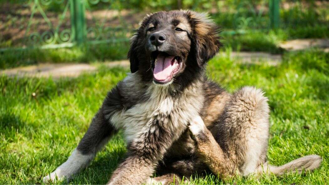 A shaggy brown dog scratching under it's chin