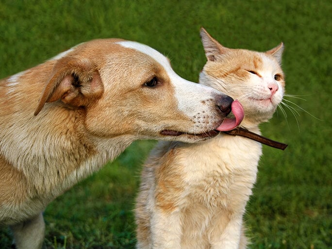 A dog licking it's cat friend outside