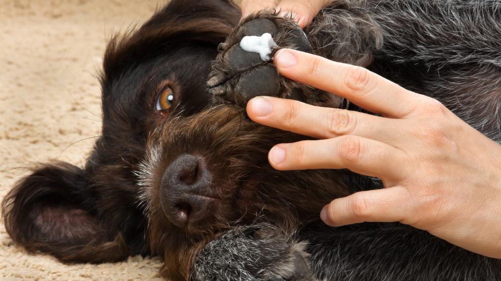 owner cleaning dog legs