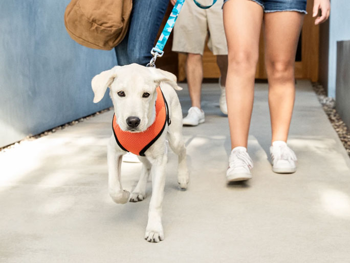 Dog going walking