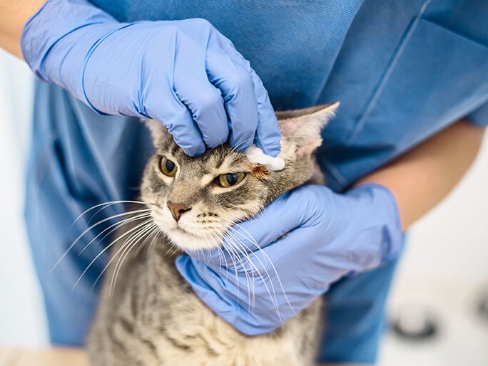 doctor cleaning cat