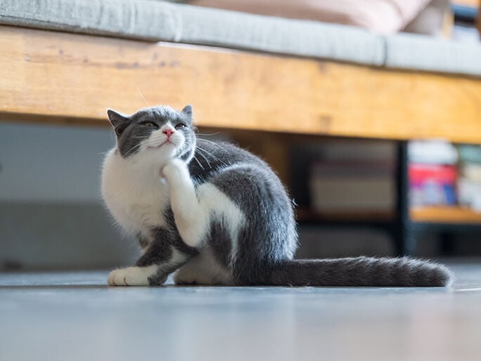 grey cat cleaning its face