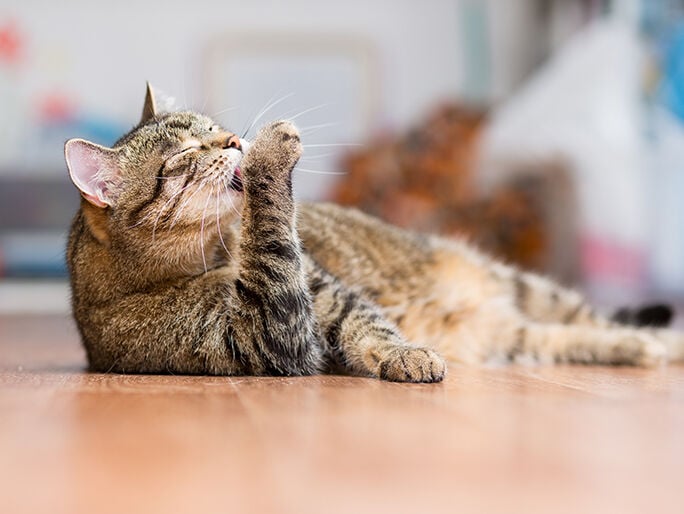 cat happening enjoying in home