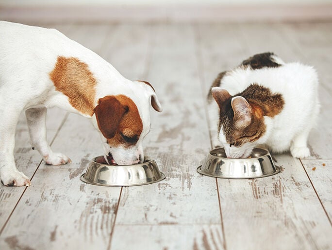 cat and dog having food