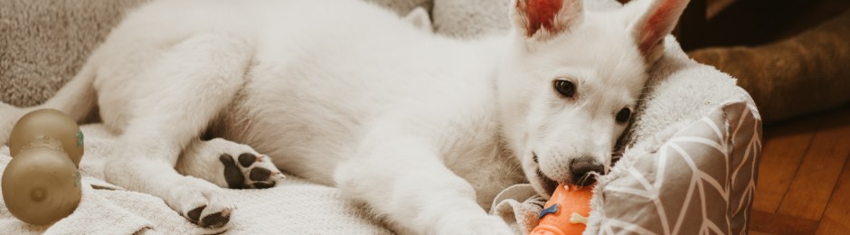 A Jack Russell Terrier puppy sleeping on a white carpet