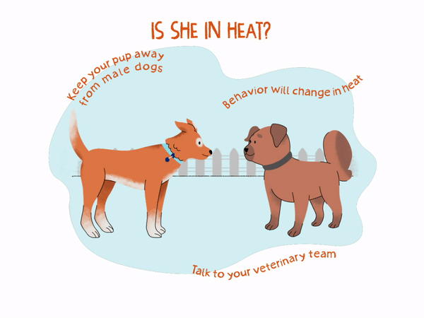 Dog in Heat