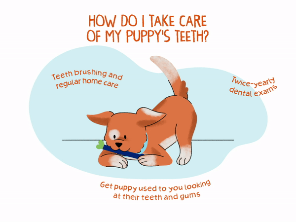 Puppy Eating GIF