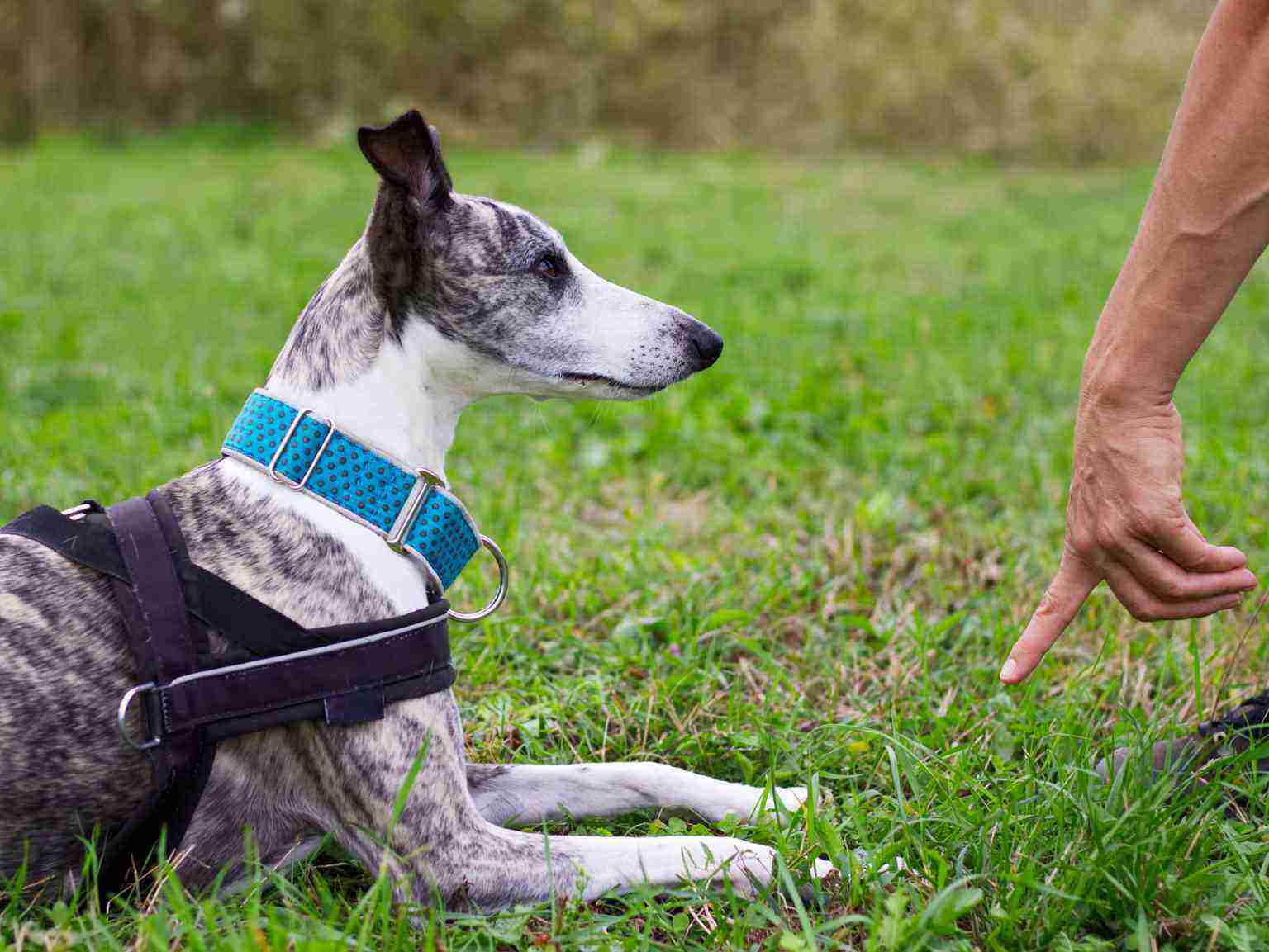 dog obeys command