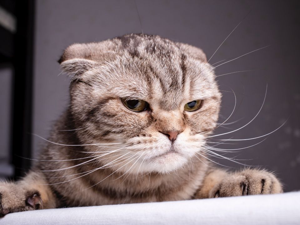 grumpy gray cat ears back