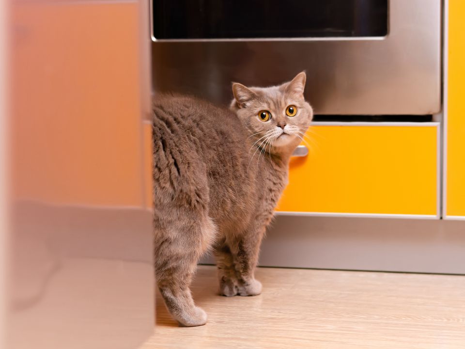 gray cat by oven