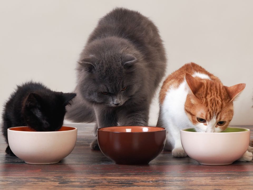 two cats one kitten eat