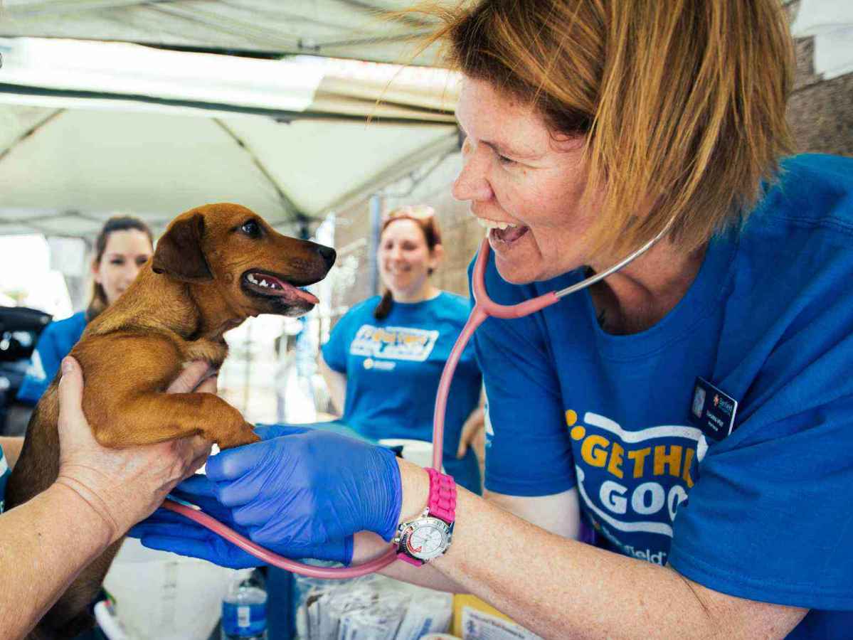 Doctor checking dog with stethoscope
